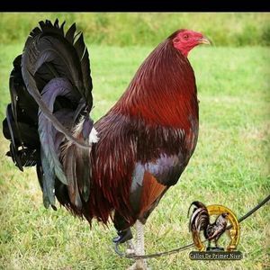 Meet your Posher, Roberto